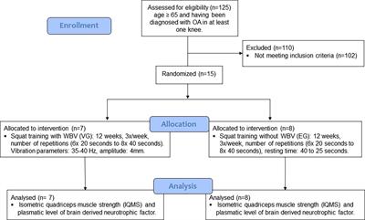 Whole Body Vibration Training on Muscle Strength and Brain-Derived Neurotrophic Factor Levels in Elderly Woman With Knee Osteoarthritis: A Randomized Clinical Trial Study